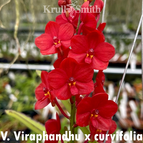 Vanda Viraphandhu x curvifolia