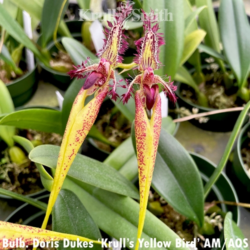 Bulbophyllum Doris Dukes 'Krull's Yellow Bird' AM/AOS
