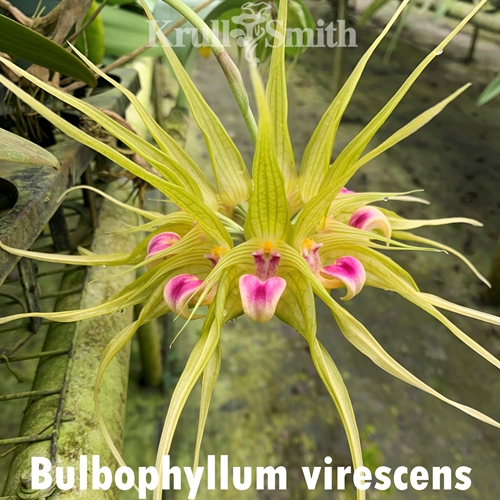 Bulbophyllum virescens x reticulatum Hybrid