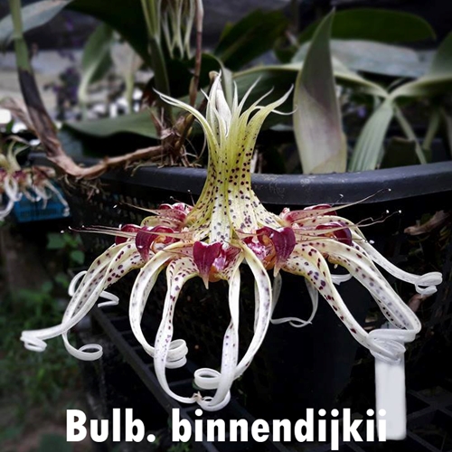 Bulbophyllum binnendijkii x foetidum Parent 1