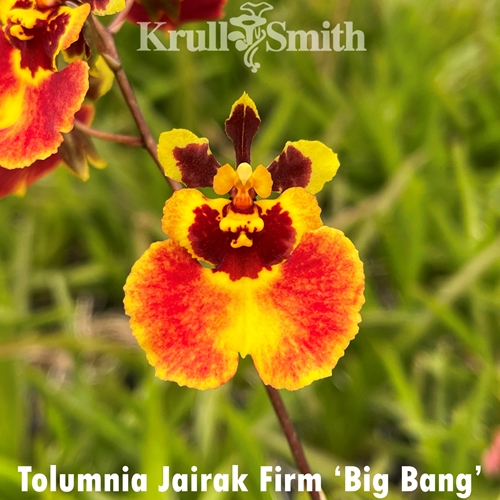 Tolumnia Jairak Firm 'Big Bang'