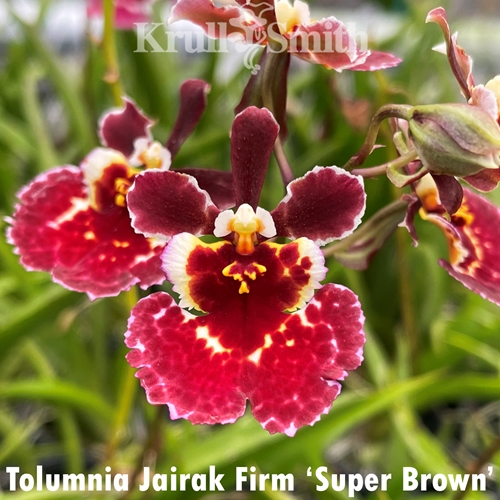 Tolumnia Jairak Firm 'Super Brown'