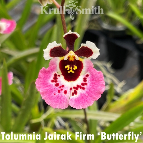 Tolumnia Jairak Firm 'Butterfly'