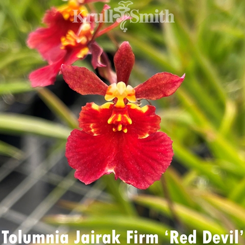 Tolumnia Jairak Firm 'Red Devil'