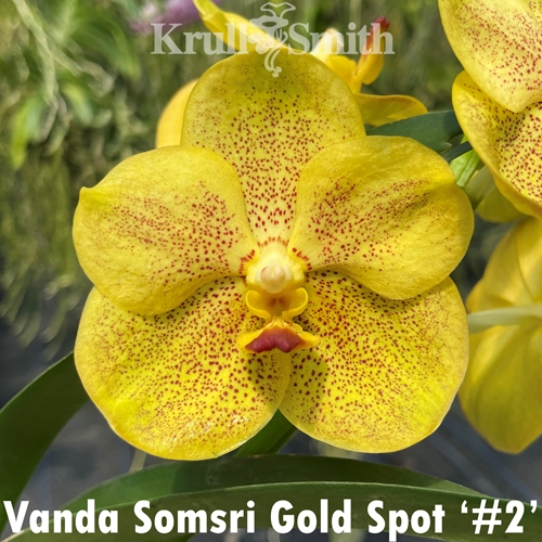 Vanda Somsri Gold Spot '#2'