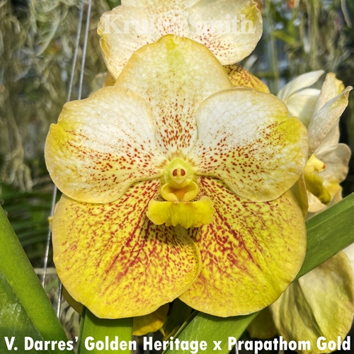 Vanda Darres' Golden Heritage x Prapathom Gold