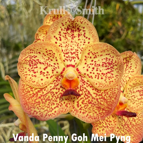 Vanda Penny Goh Mei Pyng