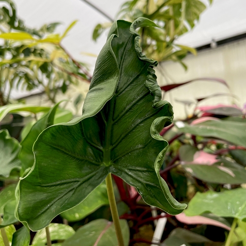 Alocasia Dragon Tail