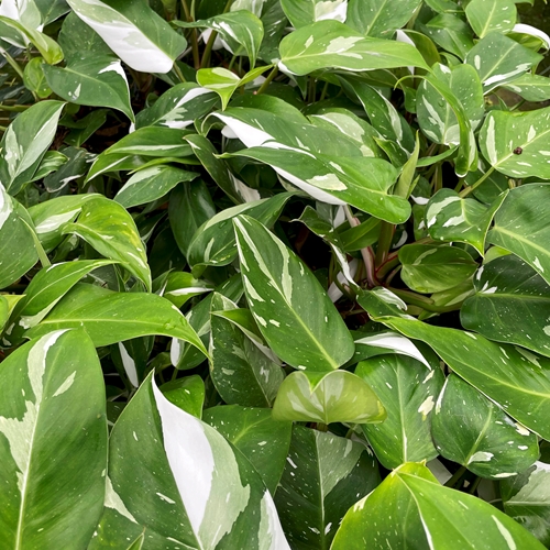 Philodendron White Princess