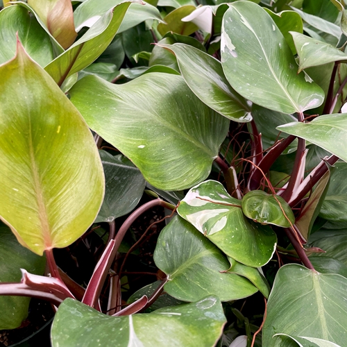 Philodendron White Knight