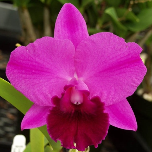 Cattleya Purple Splendor x Sydney J