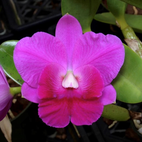 Seedling Parent B Cattleya Purple Splendor x Sydney J