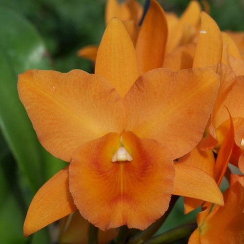 Rth. Carolina Orange D'or x Rlc. Rubescence