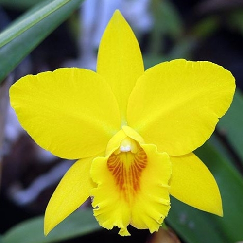 Rlc. Mem. Jim Nickou x Rth. Kaboom