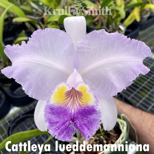 Cattleya lueddemanniana f. coerulea ('Stripes' x 'Cassie's Delight' FCC/AOS)