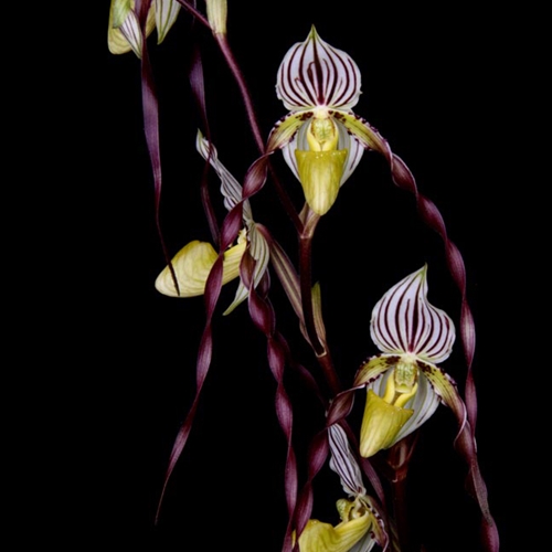 Paphiopedilum philippinense x leucochilum Parent 1