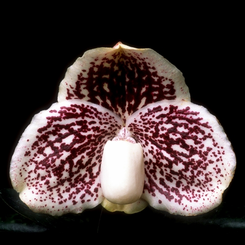 Paphiopedilum philippinense x leucochilum Parent 2