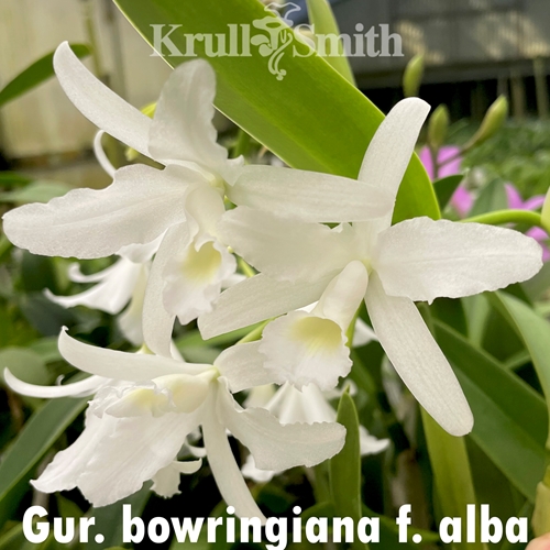 Guarianthe (Cattleya) bowringiana var. alba