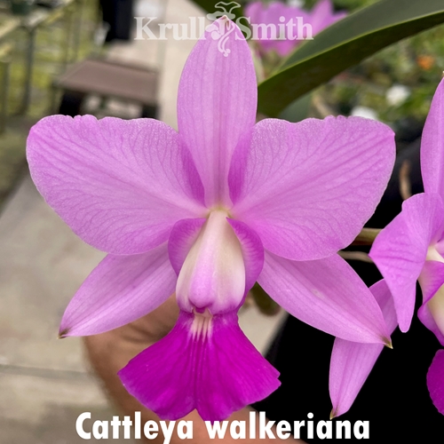 Cattleya walkeriana