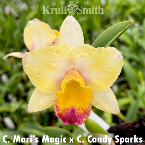 Cattleya Mari's Magic x Candy Sparks