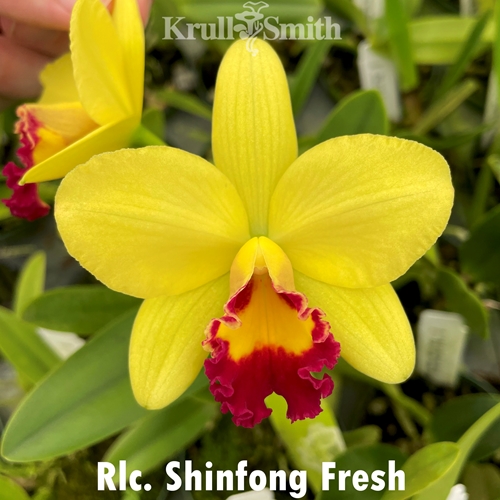 Rlc. Shinfong Fresh