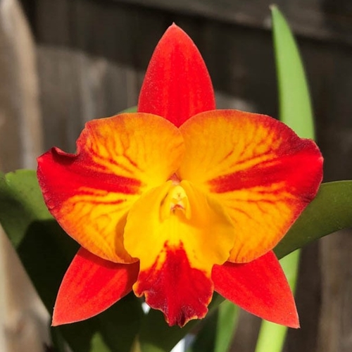 Cattleya Patsy Temple