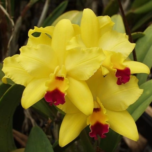 Seedling Parent B Cattleya Patsy Temple