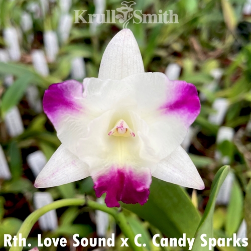 Rth. Love Sound x C. Candy Sparks