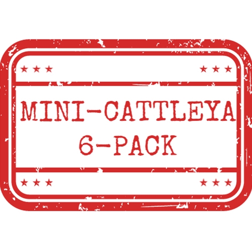 *Mini-Cattleya 6-Pack*