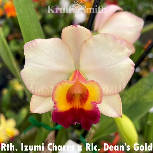 Rth. Izumi Charm x Rlc. Dean's Gold