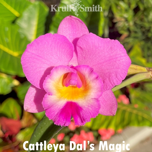 Cattleya Dal's Magic Hybrid
