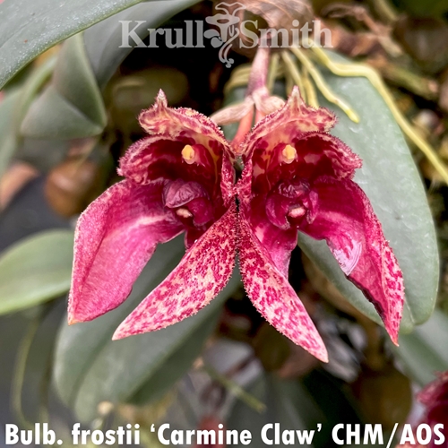 Bulbophyllum frostii x macrobulbum