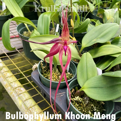 Bulbophyllum Khoon Meng
