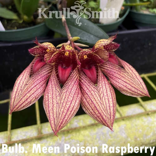 Bulbophyllum Meen Poison Raspberry x romyi Parent 1