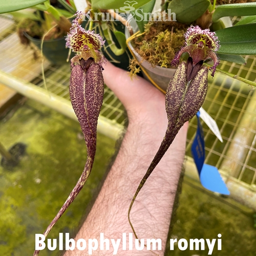Bulbophyllum Meen Poison Raspberry x romyi Parent 2