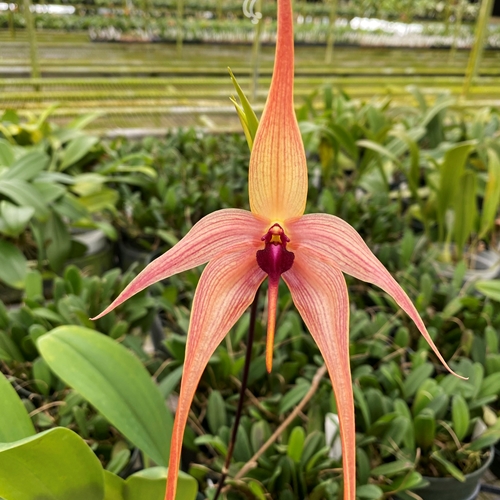 Bulbophyllum echinolabium x Lindsey Paris Parent 1