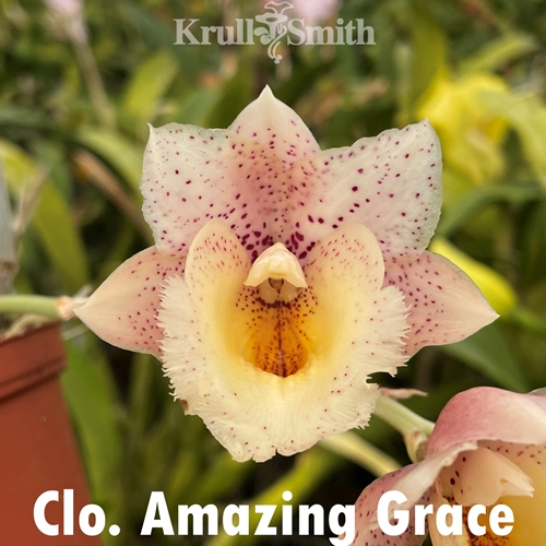 Clowesetum Amazing Grace