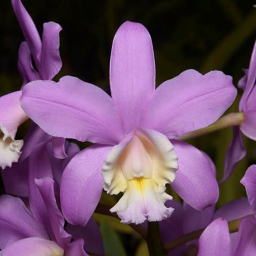 Seedling Parent B Ctt. Tiny Treasure x C. harrisoniana