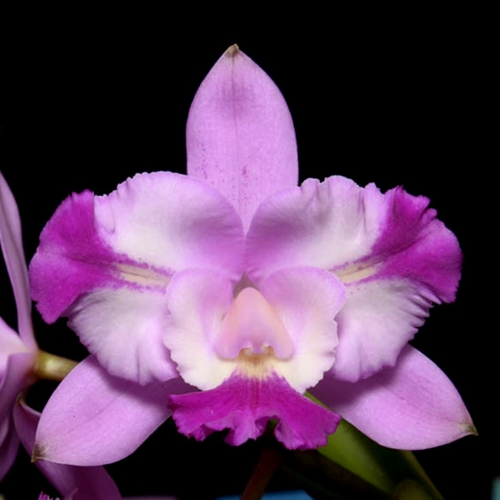 Cattleya Little Dipper x Rosie's Surprise