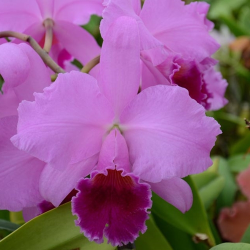 Cattleya Beaumesnil Parent 1
