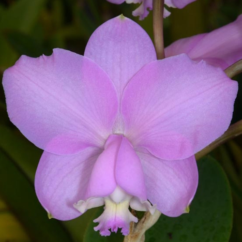 Seedling Parent B Cattleya Culminant x loddigesii