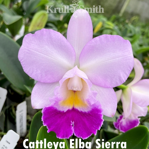 Cattleya Elba Sierra