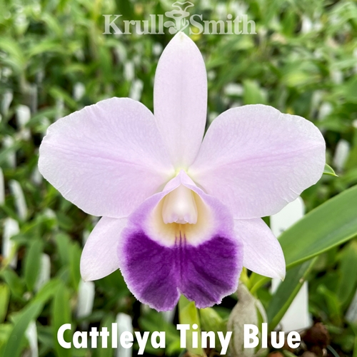 Cattleya Tiny Blue