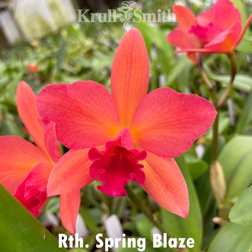 Rth. Spring Blaze