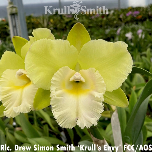 Rlc. Drew Simon Smith 'Krull's Envy' AM/AOS, GM/WOC19