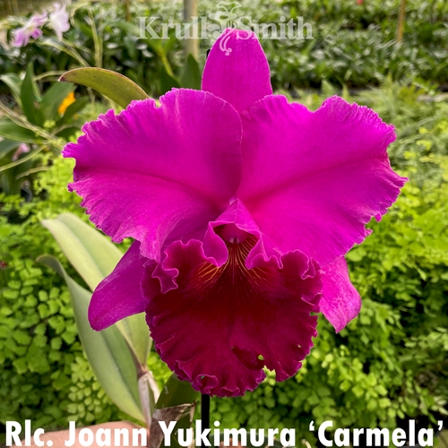 Rlc. Joann Yukimura 'Carmela'