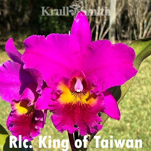 Rlc. King of Taiwan 'Ta Shin' AM/AOS