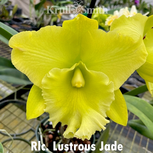 Rlc. Lustrous Jade