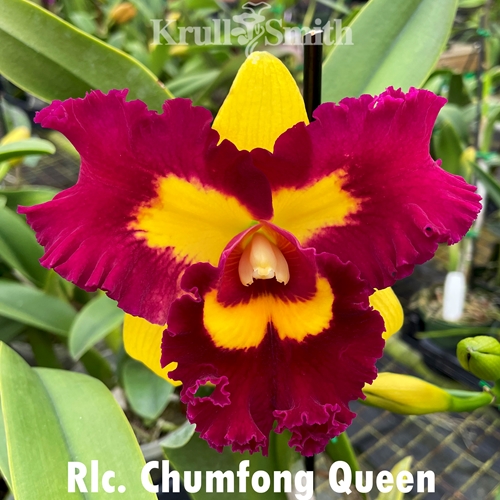 Rlc. Chunfong Queen