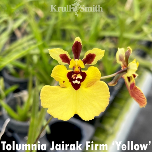 Tolumnia Jairak Firm 'Yellow'
